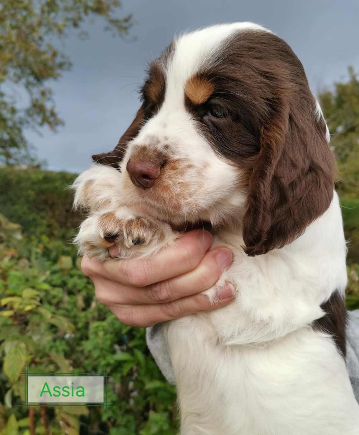 Assia Des Adrilines d'Opale