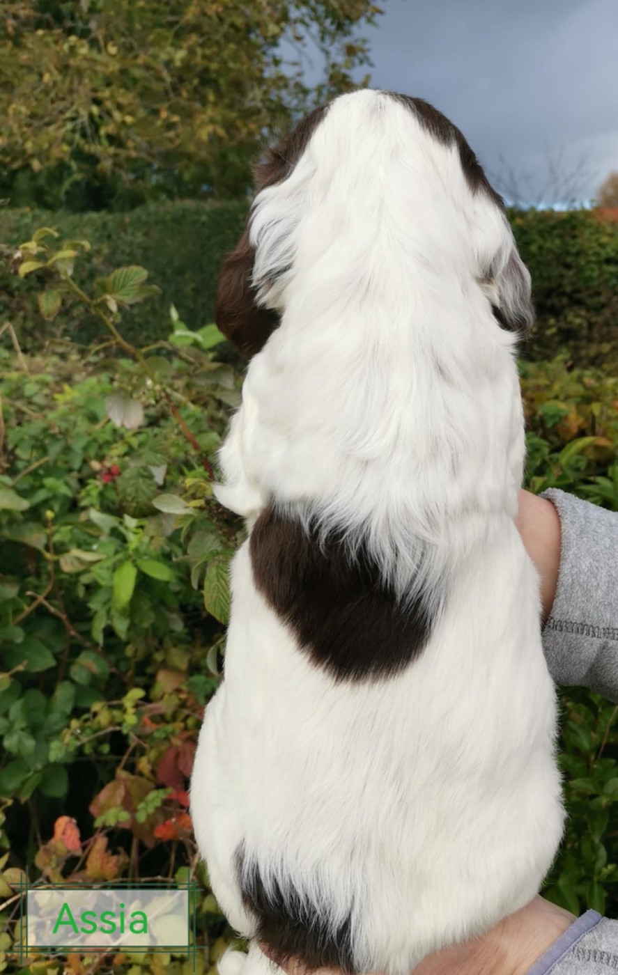 Assia Des Adrilines d'Opale