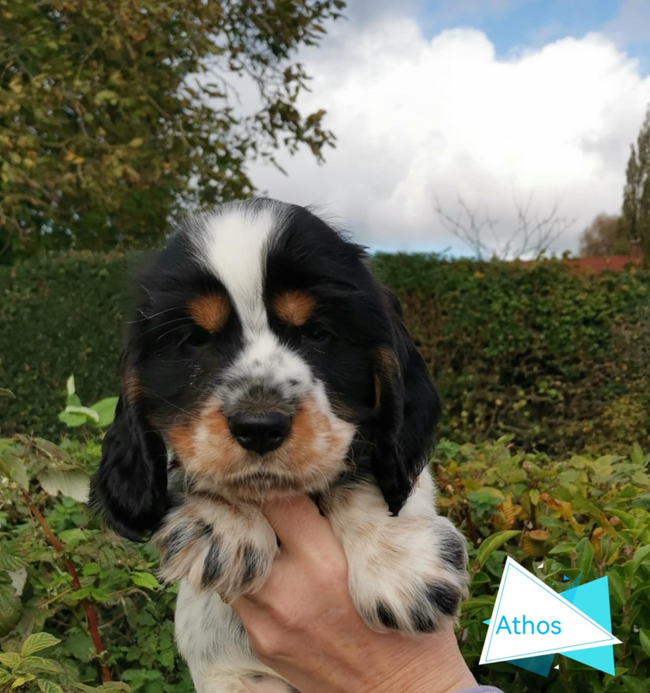 Athos Des Adrilines d'Opale