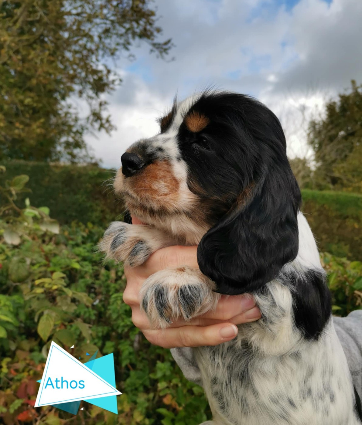 Athos Des Adrilines d'Opale