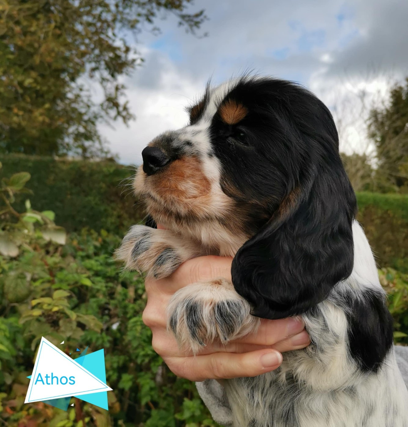 Athos Des Adrilines d'Opale