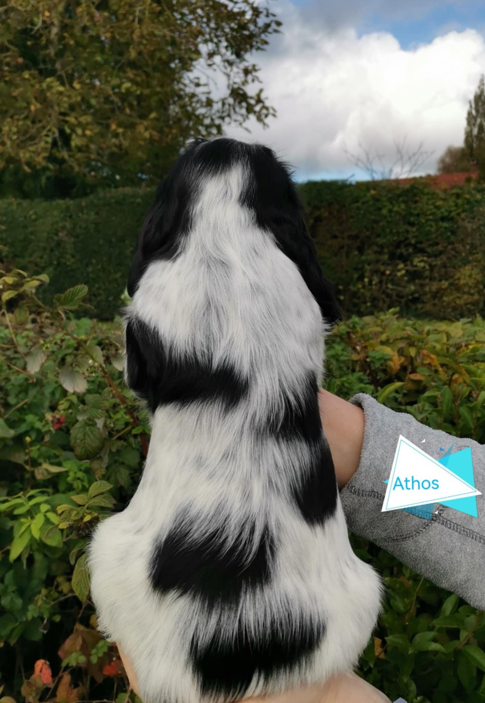 Athos Des Adrilines d'Opale