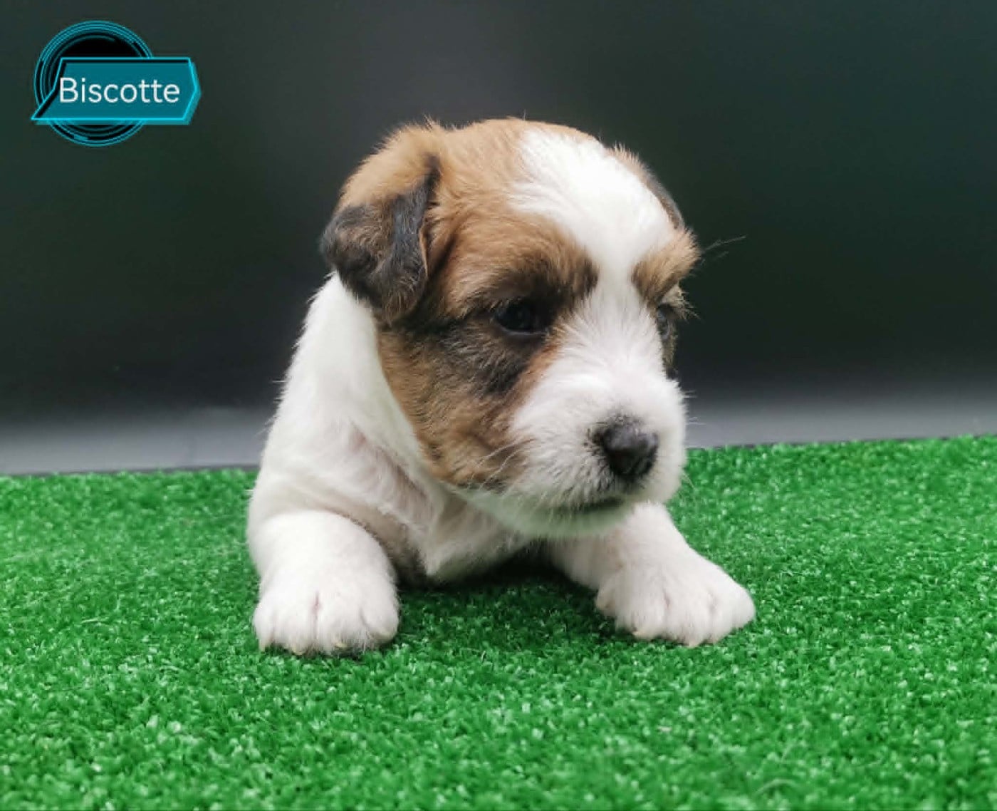 Jack Russell Terrier - Des Adrilines d'Opale