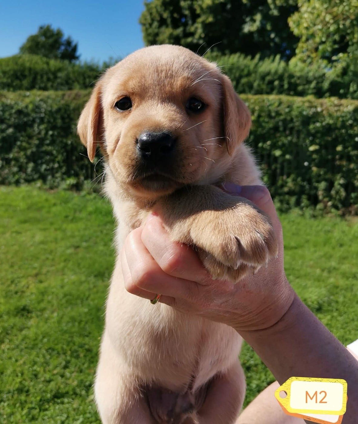 Labrador Retriever - Des Adrilines d'Opale