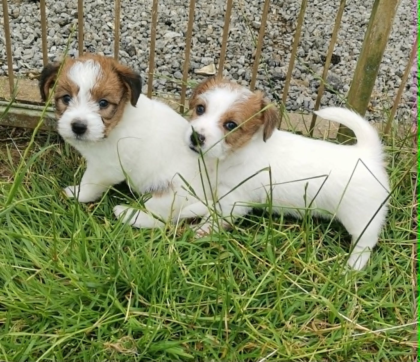 Jack Russell Terrier - Des Adrilines d'Opale