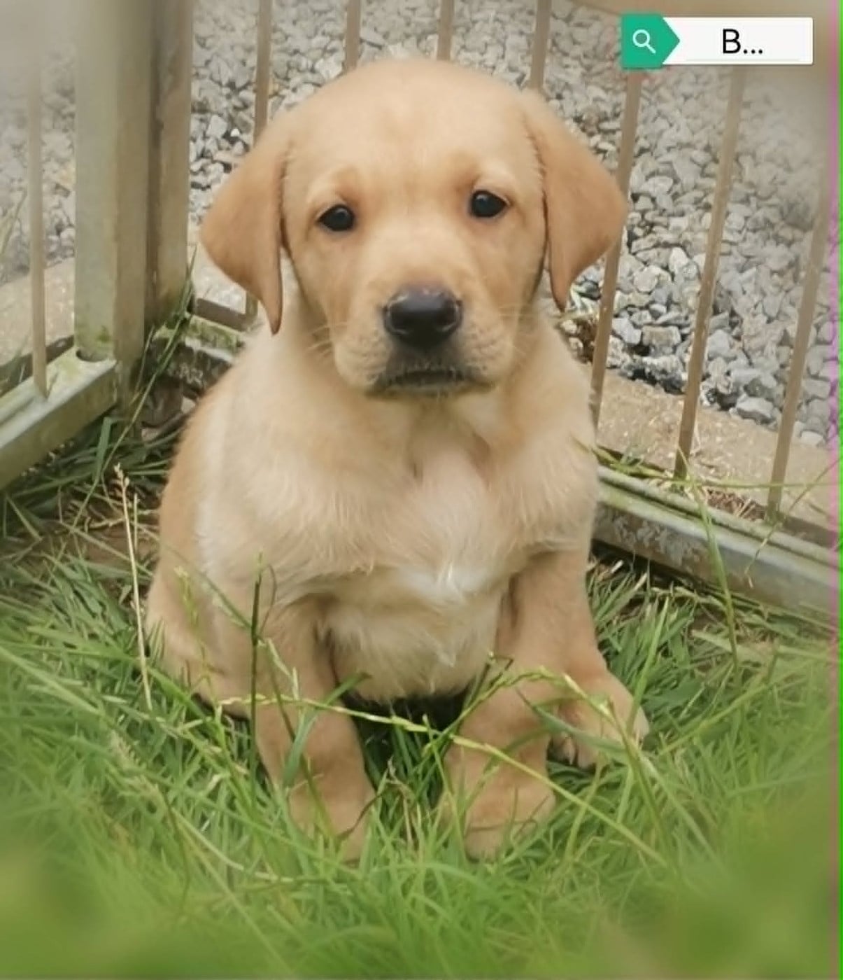 Labrador Retriever - Des Adrilines d'Opale