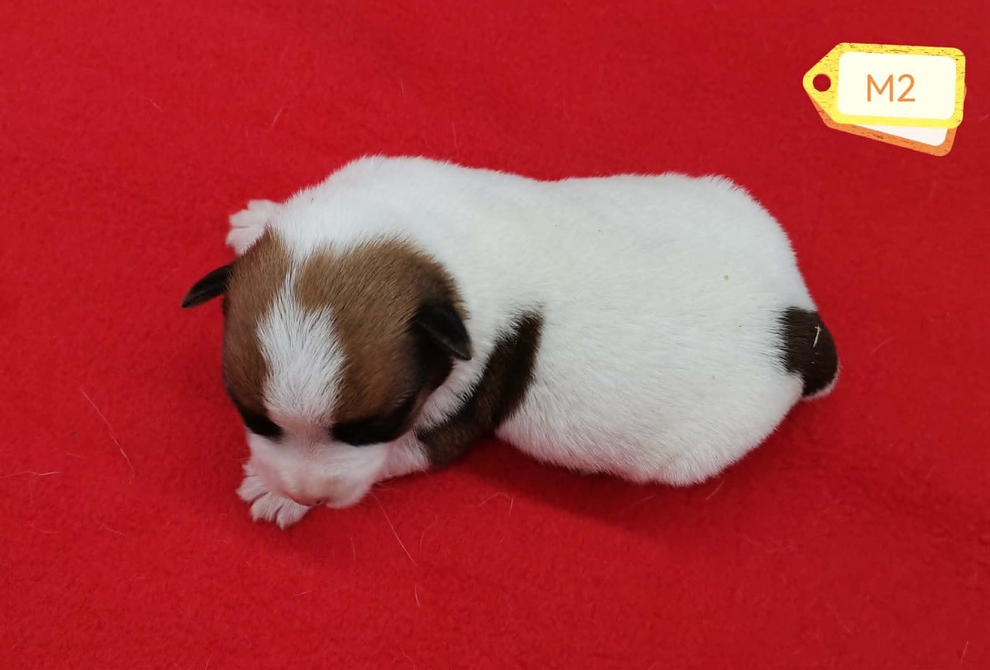 Bellissimo Nino Des Adrilines d'Opale