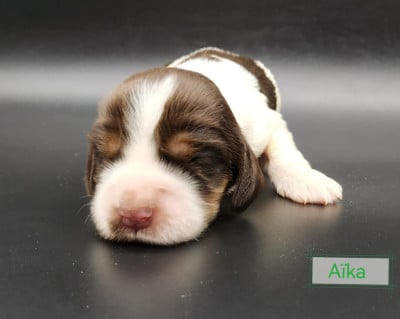 Les chiots de Cocker Spaniel Anglais