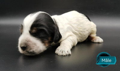 Les chiots de Cocker Spaniel Anglais