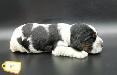 Les chiots de Cocker Spaniel Anglais