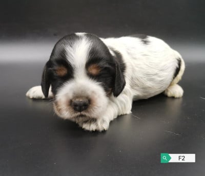 Les chiots de Cocker Spaniel Anglais