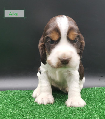 Les chiots de Cocker Spaniel Anglais