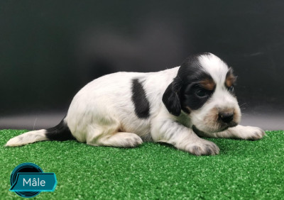 Les chiots de Cocker Spaniel Anglais