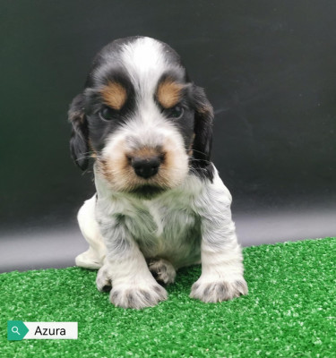 Les chiots de Cocker Spaniel Anglais