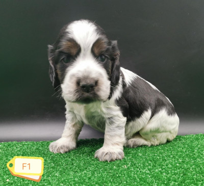 Les chiots de Cocker Spaniel Anglais