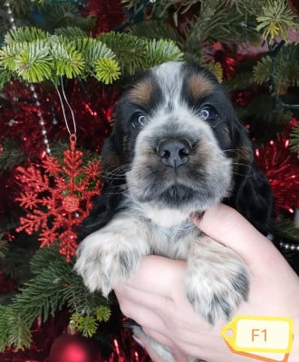 Les chiots de Cocker Spaniel Anglais