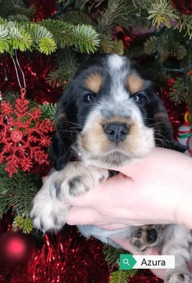 Les chiots de Cocker Spaniel Anglais