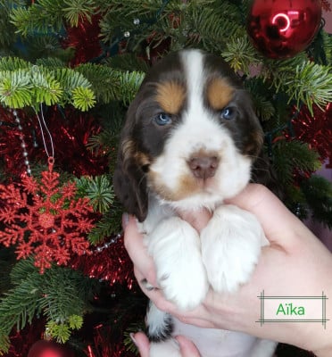 Les chiots de Cocker Spaniel Anglais