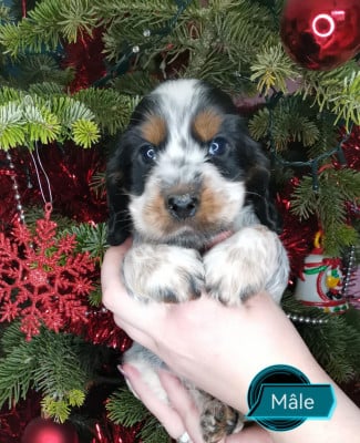 Les chiots de Cocker Spaniel Anglais