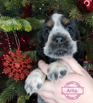 Les chiots de Cocker Spaniel Anglais