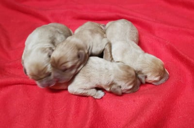 Les chiots de Labrador Retriever