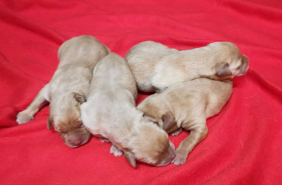Les chiots de Labrador Retriever