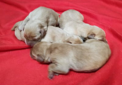 Les chiots de Labrador Retriever