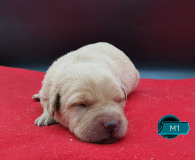 Les chiots de Labrador Retriever