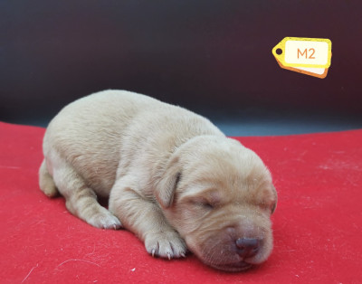 Les chiots de Labrador Retriever