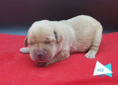 Les chiots de Labrador Retriever