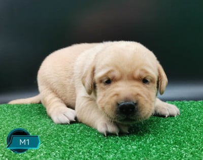 Les chiots de Labrador Retriever