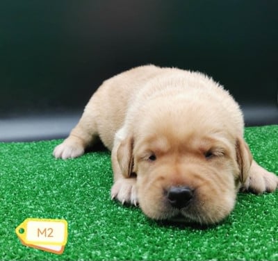 Les chiots de Labrador Retriever