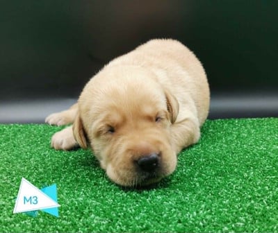 Les chiots de Labrador Retriever