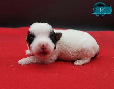 Les chiots de Jack Russell Terrier