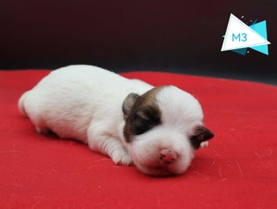 Les chiots de Jack Russell Terrier