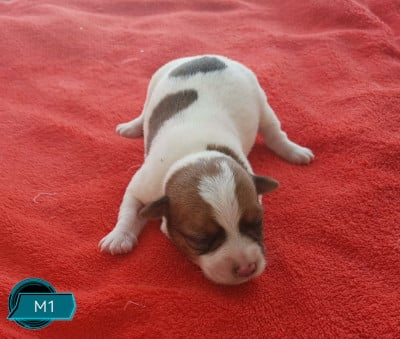 Les chiots de Jack Russell Terrier