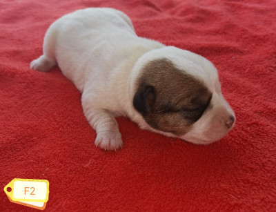Les chiots de Jack Russell Terrier