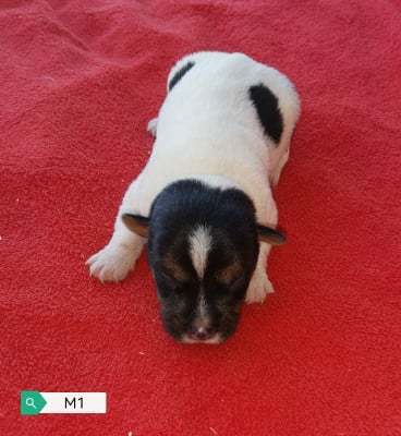 Les chiots de Jack Russell Terrier