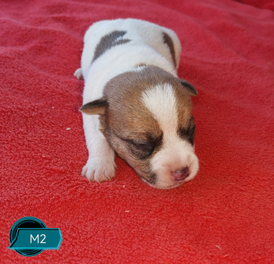Les chiots de Jack Russell Terrier