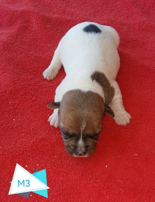 Les chiots de Jack Russell Terrier