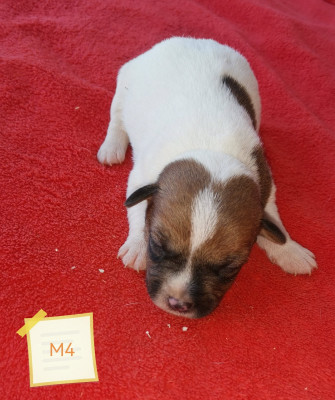 Les chiots de Jack Russell Terrier