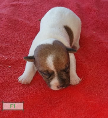 Les chiots de Jack Russell Terrier