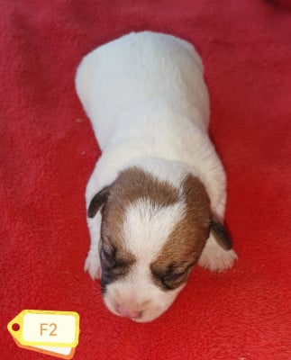 Les chiots de Jack Russell Terrier