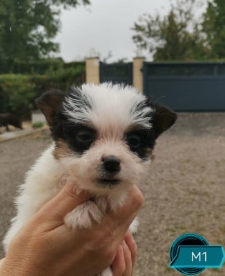 Les chiots de Jack Russell Terrier
