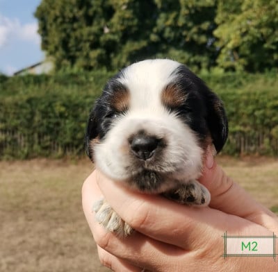 Les chiots de Cocker Spaniel Anglais