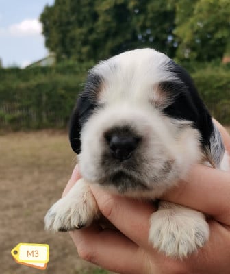 Les chiots de Cocker Spaniel Anglais
