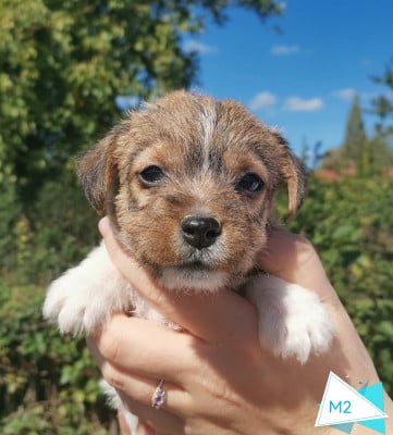 Les chiots de Jack Russell Terrier