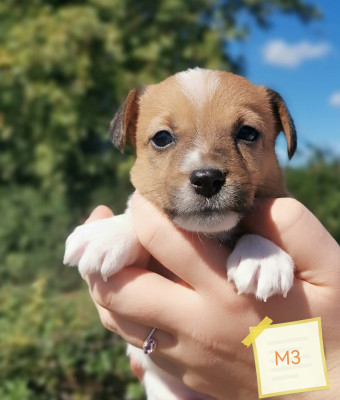 Les chiots de Jack Russell Terrier