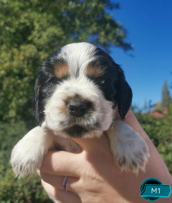 Les chiots de Cocker Spaniel Anglais
