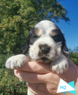Les chiots de Cocker Spaniel Anglais